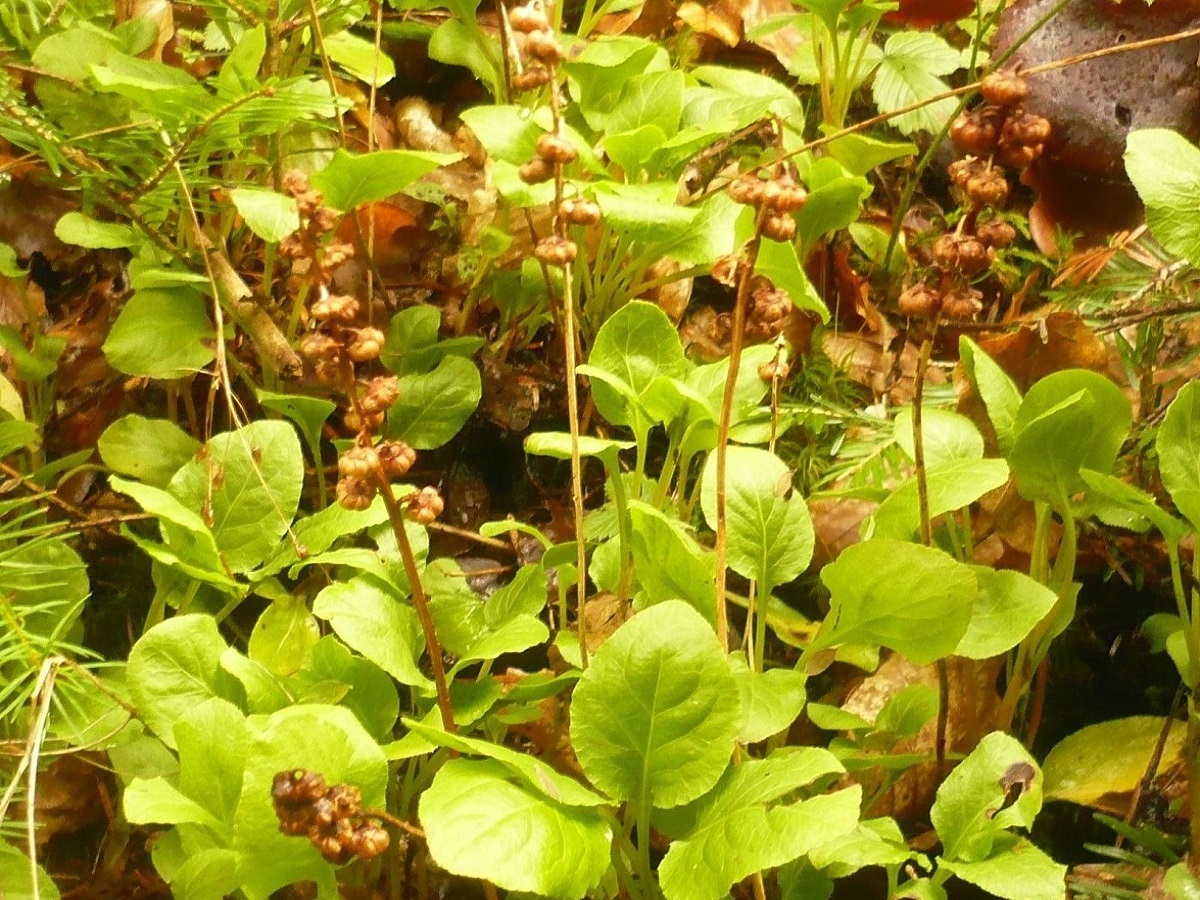 Pyrola minor (Ericaceae)